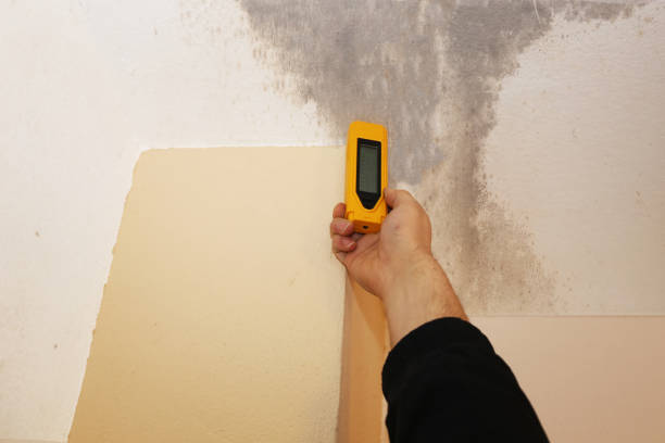 Best Biohazard Mold Removal  in Flagstaff, AZ