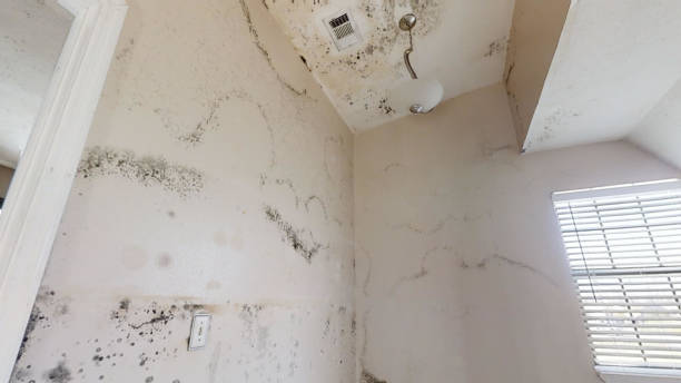 Best HVAC Mold Inspection and Cleaning  in Flagstaff, AZ
