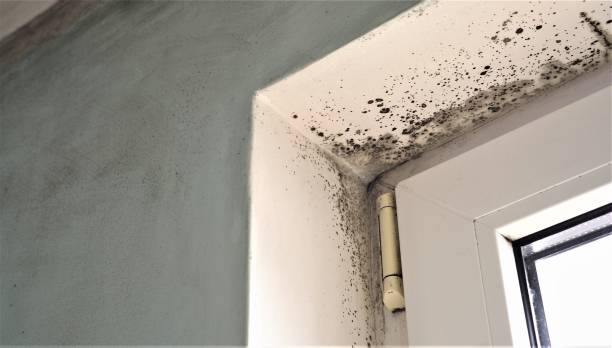 Best Environmental Consulting for Mold Prevention  in Flagstaff, AZ