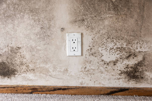Mold Odor Removal Services in Flagstaff, AZ
