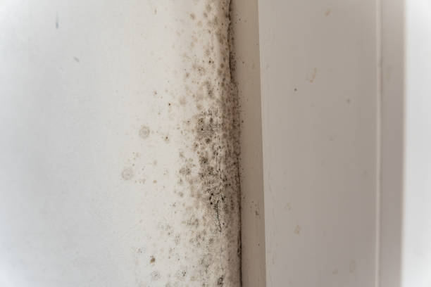 Best Mold Remediation for Healthcare Facilities  in Flagstaff, AZ